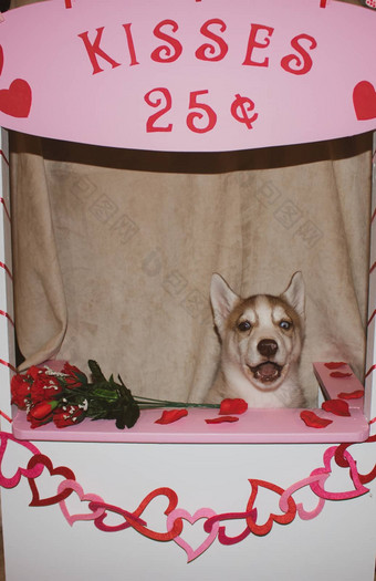 西伯利亚沙哑的狗接吻展位主题情人节一天狗幽默伟大的概念