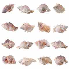 海贝壳安排隔离白色背景
