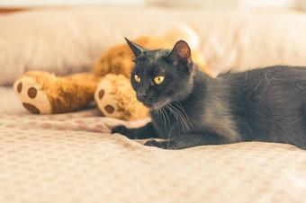 黑色的猫谎言床上泰迪熊
