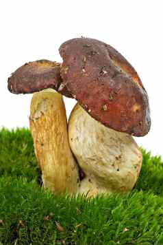 牛肝菌属badiusXerocomusbadius蘑菇