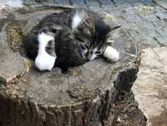可爱的猫睡觉日志树街