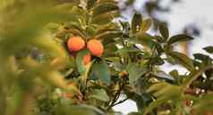 柑橘类水果金橘fortunella各种
