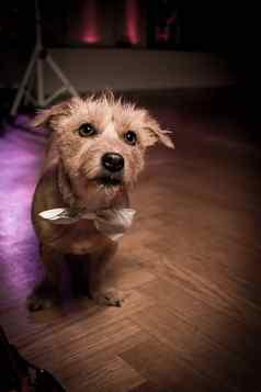 狗跳舞地板上聚会，派对宠物婚礼弓领带
