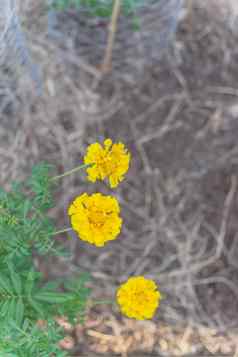 国产黄色的金盏花开花提高了床上花园达拉斯德州美国