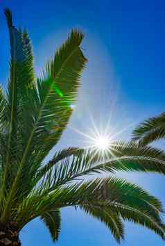 绿色棕榈树闪亮的太阳棕榈叶子蓝色的天空