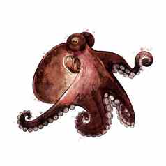 章鱼水彩孤立的插图海动物