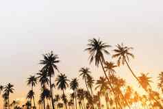 热带棕榈椰子树日落天空耀斑散景自然