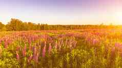 日出日落场紫色的羽扇豆清晰的数目