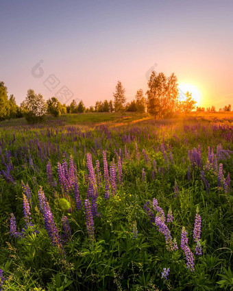 日落黎明场紫色的羽扇豆野生康乃馨年轻的桦树清晰的夏天天气清晰的<strong>万里</strong>无云的天空