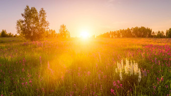 日落黎明场紫色的白色羽扇豆野生康乃馨年轻的桦树清晰的夏天天气清晰的<strong>万里</strong>无云的天空