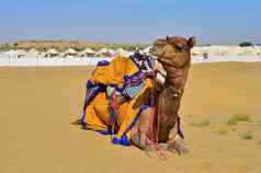 美丽的骆驼装饰衣服坐着懒惰的咀嚼食物等待游客山 姆沙子沙丘塔尔沙漠斋沙默尔拉贾斯坦邦印度骆驼被称为船沙漠