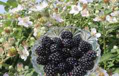 黑莓前面开花黑莓布什