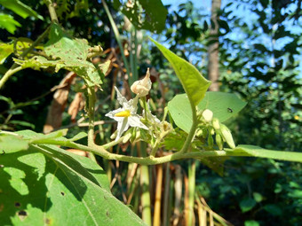 茄属植物托瓦姆火鸡浆果rickly茄属植物shoo-shoo布什野生茄子(2008年)茄子(2008年)茄子康德ɔ那个康苏苏阿一般被称为pokak茄子花最小的茄子