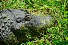 美国鳄鱼鳄鱼密西西比州被称为用通俗语短吻鳄常见的鳄鱼大鳄鱼的爬行动物流行东南部曼联州