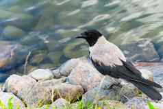 灰色的乌鸦坐在石头波罗的海海