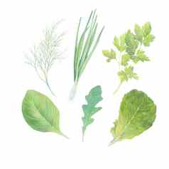 集新鲜的草本植物孤立的白色背景春天绿色洋葱生菜茴香欧芹芝麻菜rucola火箭沙拉菠菜水彩现实的植物艺术手画插图