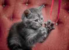 灰色的小猫红色的沙发戏剧丝带