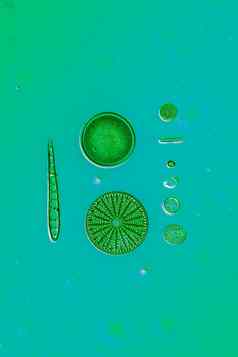 小微观硅藻滴水
