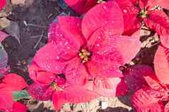 粉红色的品红色的一品红植物水下降花园flatl