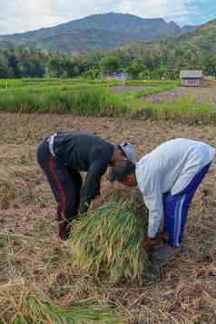 巴厘岛的大米农民工作收获成熟的大米美丽的阳光明媚的一天但工作场年轻的男人。帮助老选择捆草
