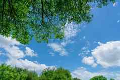 树分支机构绿色叶子蓝色的天空白色绒毛