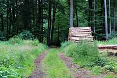 自然路径森林草中位数堆栈木一边