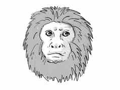 金狮子绢毛猴猿罗莎濒临灭绝的野生动物卡通复古的画
