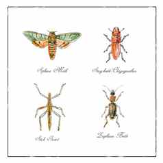斯芬克斯蛾阉割过的雄鹿甲虫坚持昆虫喝甲虫古董集合