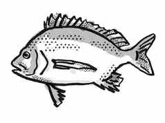 pikey鲤科鱼澳大利亚鱼卡通复古的画