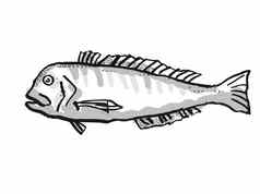 澳大利亚禁止方头鱼鱼卡通复古的画