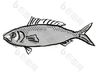 澳大利亚鲱鱼鱼卡通复古的画