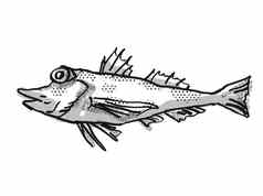 saumarez鲂鱼澳大利亚鱼卡通复古的画