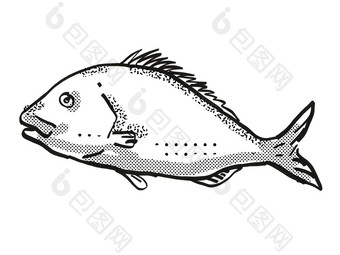 鲷鱼新西兰鱼卡通复古的画