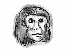 金狮子绢毛猴猴子卡通复古的画