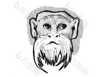 皇帝绢毛猴猴子卡通复古的画