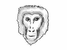 阿萨姆邦短尾猿猴子卡通复古的画