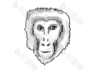 阿萨姆邦短尾猿猴子卡通复古的画