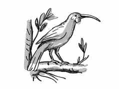 惠亚新西兰鸟卡通复古的画