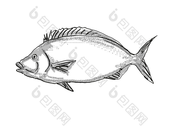 波莱新西兰鱼卡通复古的画