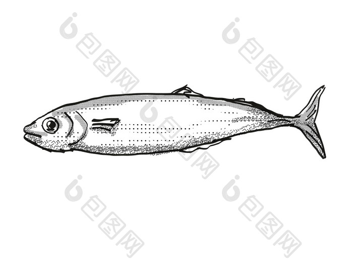 科赫鲁新西兰鱼卡通复古的画