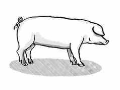 英国长白猪猪品种卡通复古的画