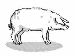 曼加里察猪品种卡通复古的画