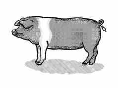 英国马鞍峰猪品种卡通复古的画