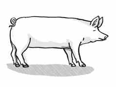 大白色猪品种卡通复古的画