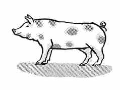 大猪品种卡通复古的画