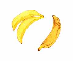 集成熟的香蕉热带水果水彩风格插图白色背景绘画装饰菜单封面书教科书小孩子们