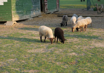毛茸茸的可爱的羊放牧盈方木农场房子科特稳定的农村水坑草树森林背景农村场景
