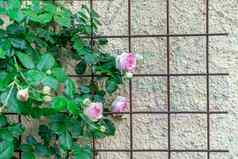 玫瑰晶格墙房子复制空间