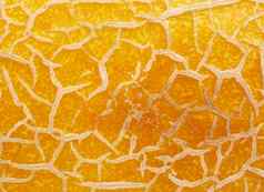 黄色的成熟的瓜纹理完整的框架