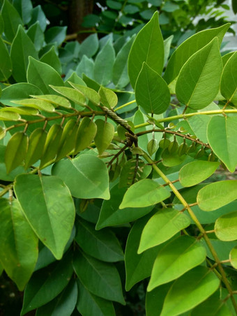 dalbergialatifolia索诺克林萨纳克林紫檀自然背景